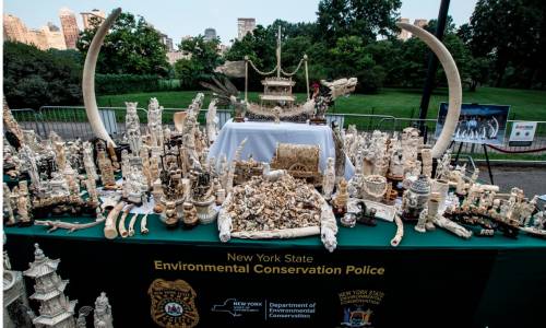 Zur Zerstörung aufgereihte konfizierte Elfenbein-Kunstwerke während eines öffentlichen "Ivory Crush" im Central Park, NY (ZUMA Press, Inc./Alamy Stock Photo)
